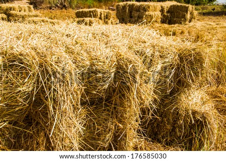 Bales of rice straw in countryside at harvest time .