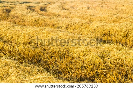 Rice straw in the rice field after harvesting.