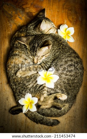 Cats hug friend while sleeping on wood floor.
