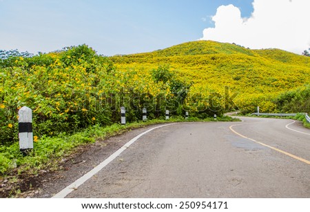 Road to the Mexican sunflower hill.