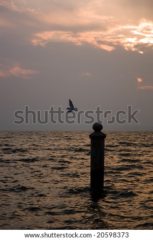 sunset and gull on sea