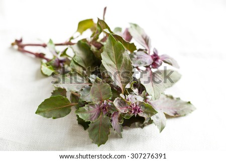 bunch of basil on white table