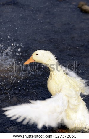 Beautiful white duck play in the water