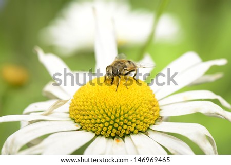 Honey bee on the flower heart
