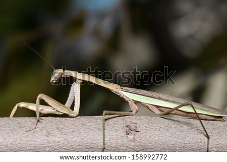 A praying mantis on the trunk