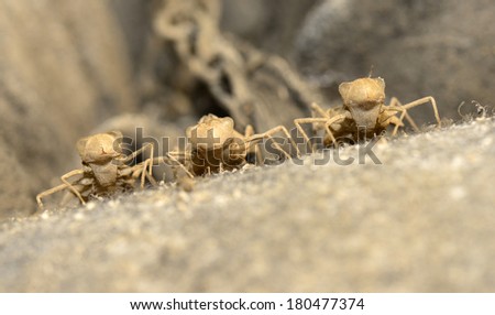Three dragonflies pupa shell in the wild