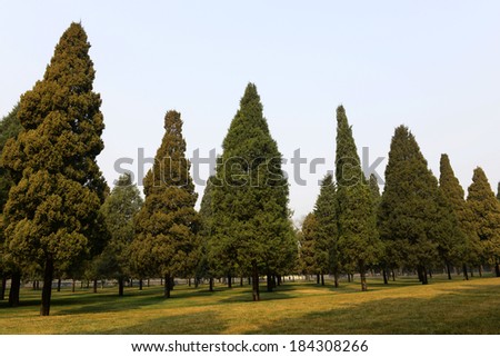 Many a tall tree in the park