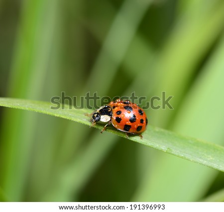 Beautiful lady beetles isolated on the green leaves