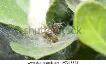 The spider netting to cover a bee close-up