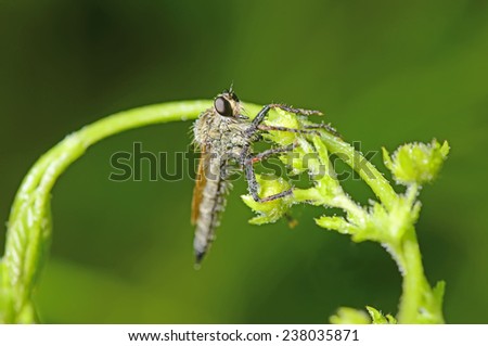 A gadfly worm stay in green plants, close-up