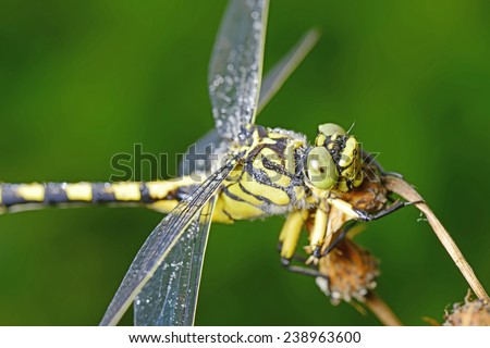 A dragonfly on the withered plants stay, close-up