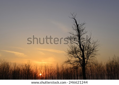An upright tree under the setting sun, close-up