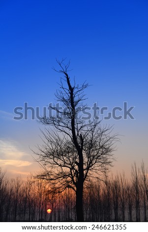 An upright tree under the setting sun, close-up
