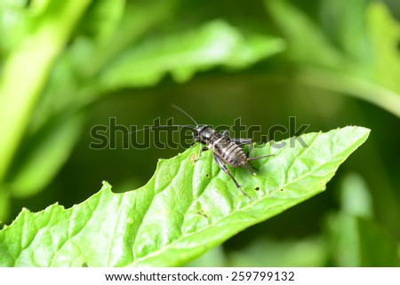 Stay on the green leaves, a black cricket close-up
