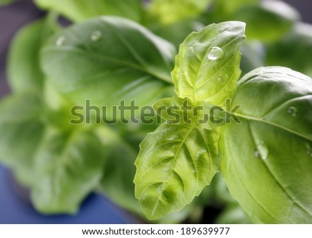 Basil seedling. Closeup of basil leaves sprinkled with water