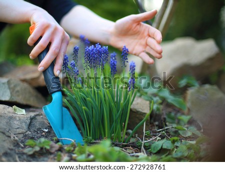 Planting flowers, spring gardening. \
Blue hyacinth flowers bloom in spring spot of gardening