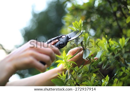 Crop plants, spring treatments. Woman cut green bush clippers in the garden