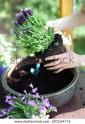 Lavender. Female plants in pot plants forming a beautiful composition flower