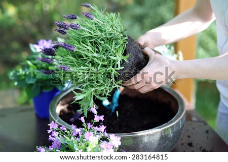 Floral composition.Female plants in pot plants forming a beautiful composition flower