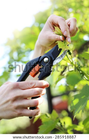Vines, pruning vines pruning shears.\
Cleaving the gardener\'s hands creeper vine