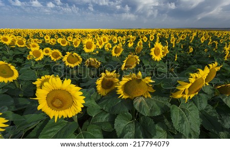 Beautiful sunflowers field. The summer light.