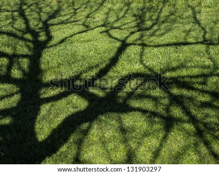 Tree shadow in early spring