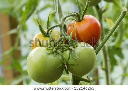 Natural tomatoes in the greenhouse