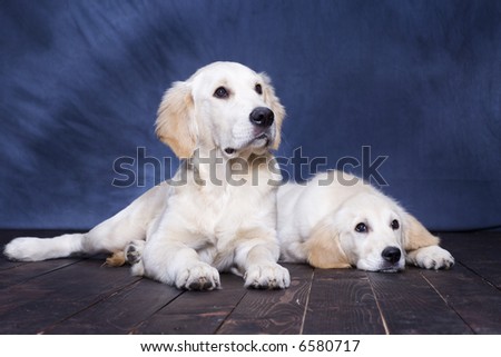 Puppies Golden Retriever