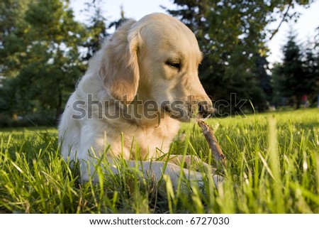 Dog chewing stick