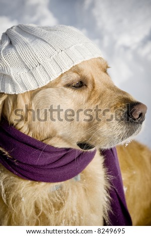 Funny dog with hat and shawl
