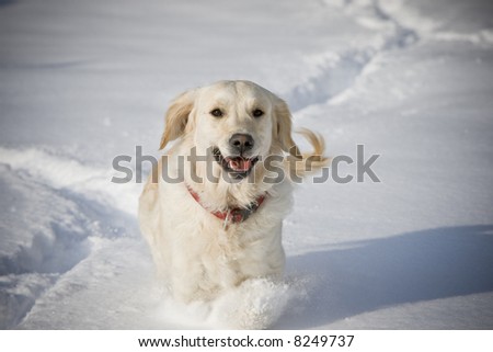 Smiling dog
