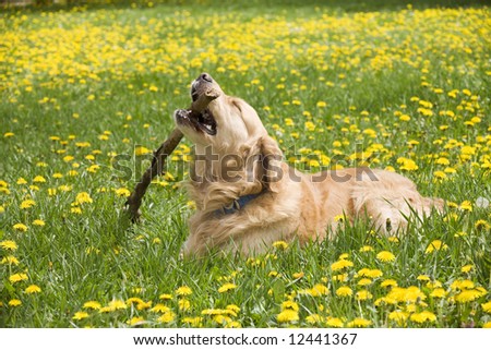 Dog chewing a stick in the park