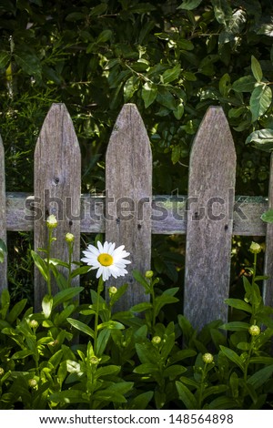 White daisy in garden against wooden picket fence