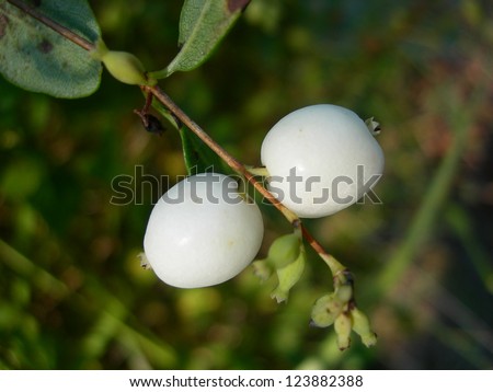 two white poison berries on twig on green background