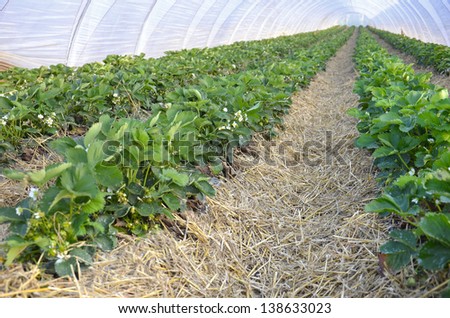 Strawberries growing in Poly-tunnel greenhouse tunnels