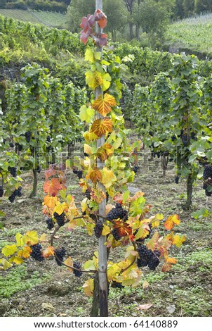 Vineyard in the Ahr wine region