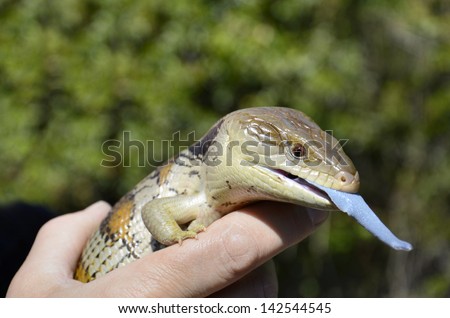 Eastern blue-tongued lizard or skink