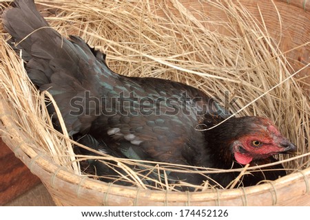 Hen laying eggs in its nest