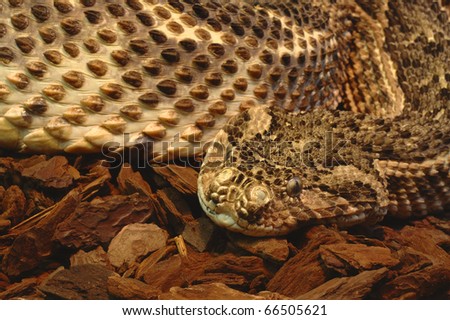 Closeup photo of a snake head and part of the body