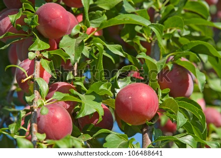 Plums on branches are photographed close up