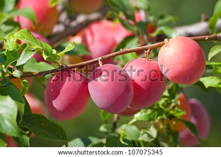 Plums on branches are photographed close-up