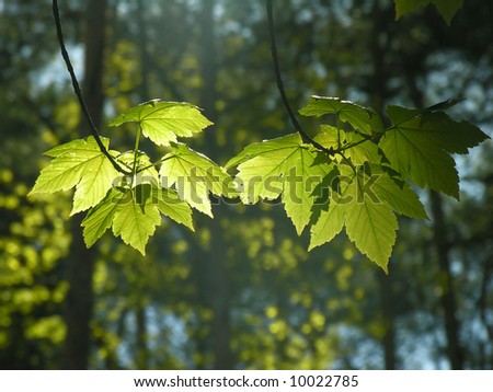 Leafs of a maple, are photographed in a back lighting