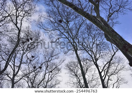 Looking up tree forest