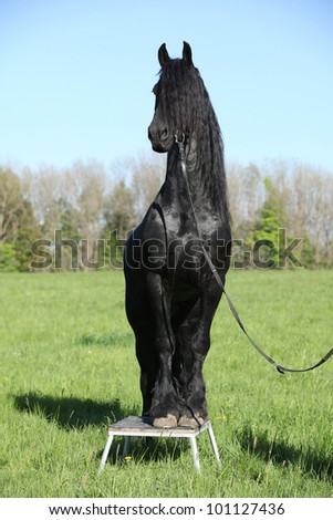 Black stallion showing himself