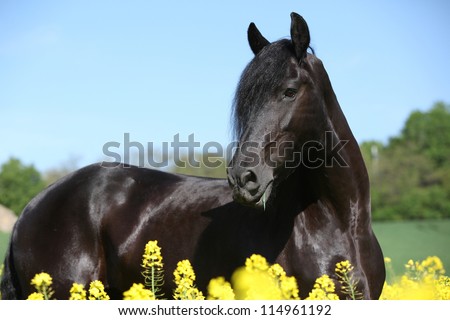 Black horse in yellow flowers