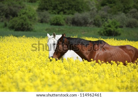 White and brown horses in yellow flowers