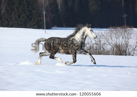 Welsh pony, 7 years old, running in the snow