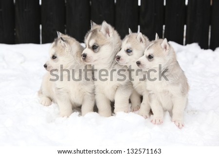Four Siberian husky puppies