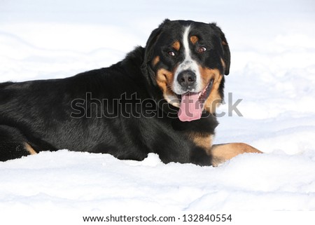 Greater Swiss Mountain Dog in winter