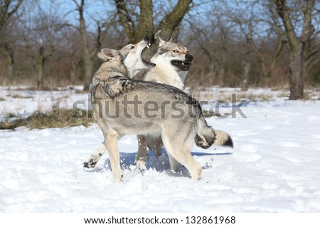 Czechoslovakian wolfdog courting a Saarloos bitch